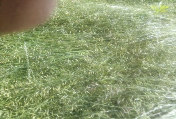 Omłot z traw nasiennych- kostrzewa łąkowa